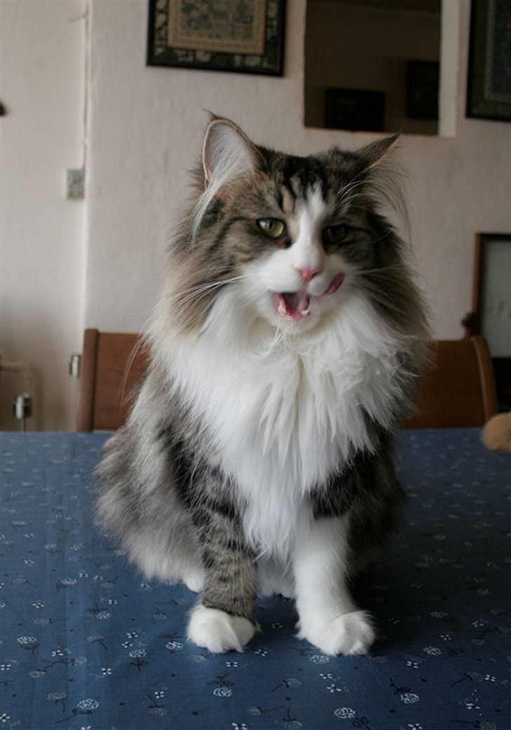 Norsk Skovkat Klan Elliott's Café D'Amour billede 5