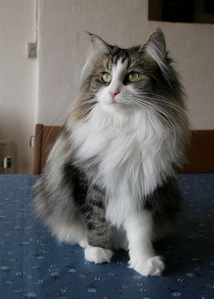 Norsk Skovkat Klan Elliott's Café D'Amour billede 6