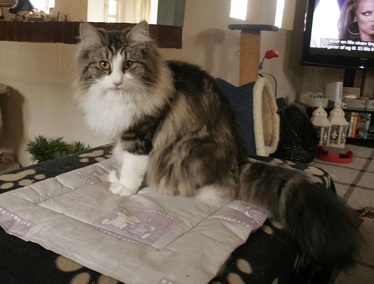 Norsk Skovkat Klan Elliott's Café D'Amour billede 7