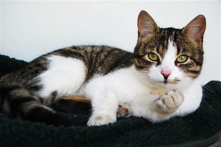 Huskat Minni - smukke mis billede 14