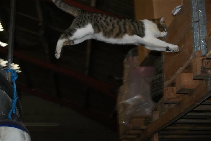 Huskat Minni - Flyvende kat i luften billede 15