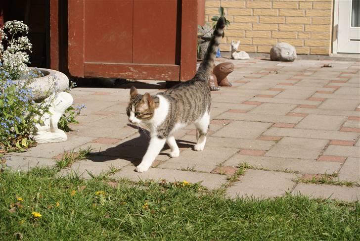 Huskat Minni - i haven billede 16