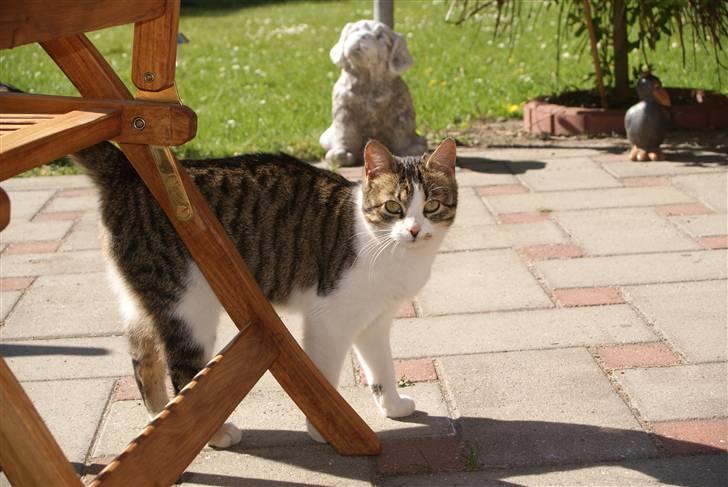 Huskat Minni - Ude i haven billede 17