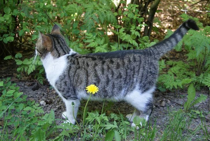 Huskat Minni - På jagt billede 18