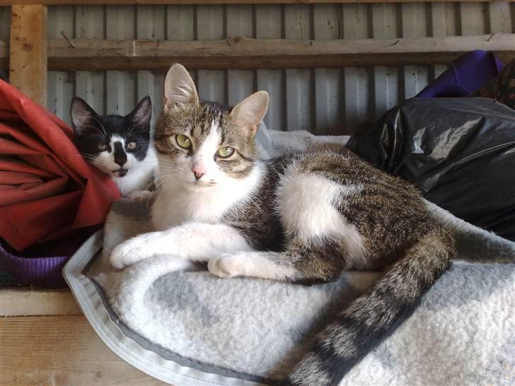 Huskat Minni - Minni og hendes ene killing Yodel billede 19