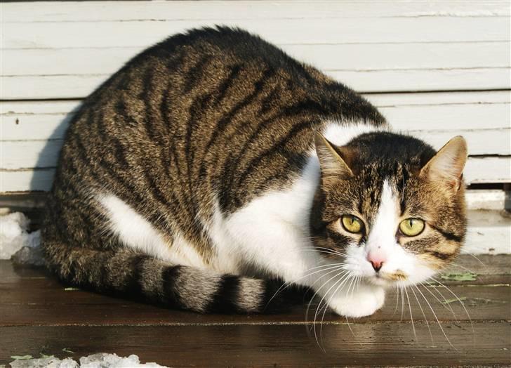 Huskat Minni billede 20