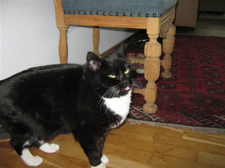 Blanding af racer Alfi billede 1