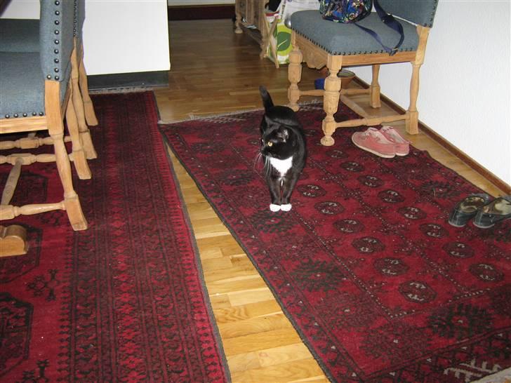 Blanding af racer Alfi billede 2