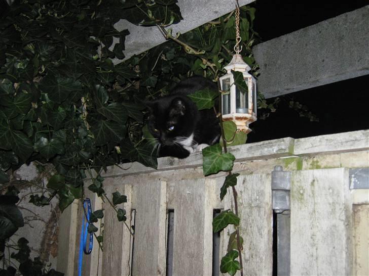 Blanding af racer Alfi billede 3