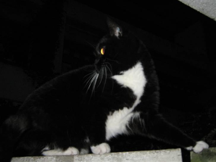 Blanding af racer Alfi billede 4