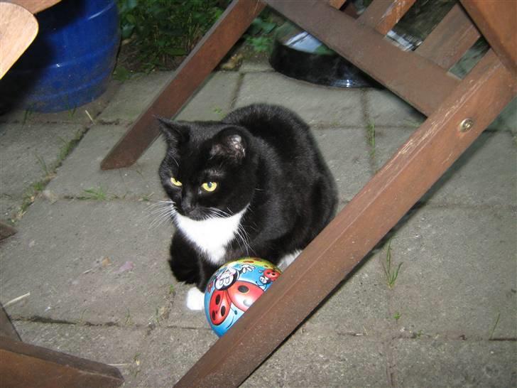 Blanding af racer Alfi - "jeg låner lige din bold" billede 5