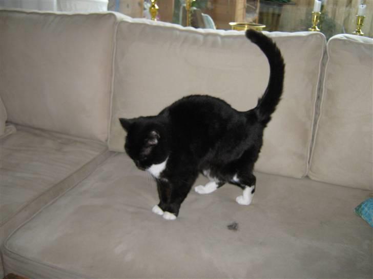 Blanding af racer Alfi billede 6