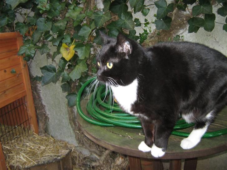 Blanding af racer Alfi billede 7