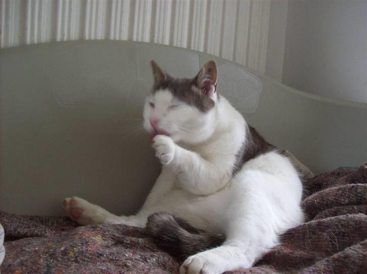 Blanding af racer Belice "tykke" R.I.P  billede 7