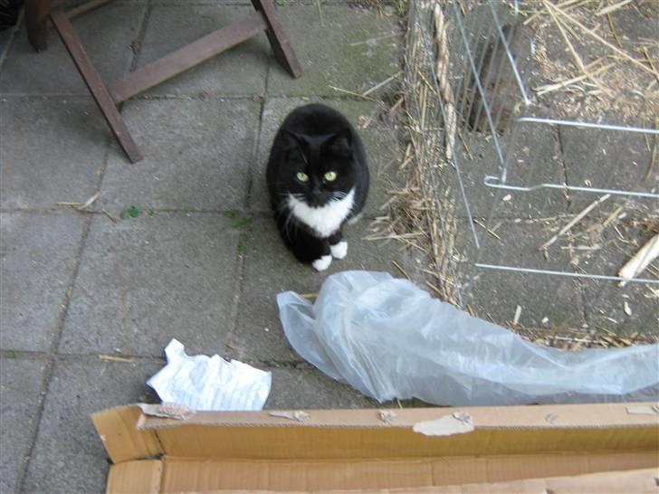 Blanding af racer Alfi - hej med dig8-) billede 8