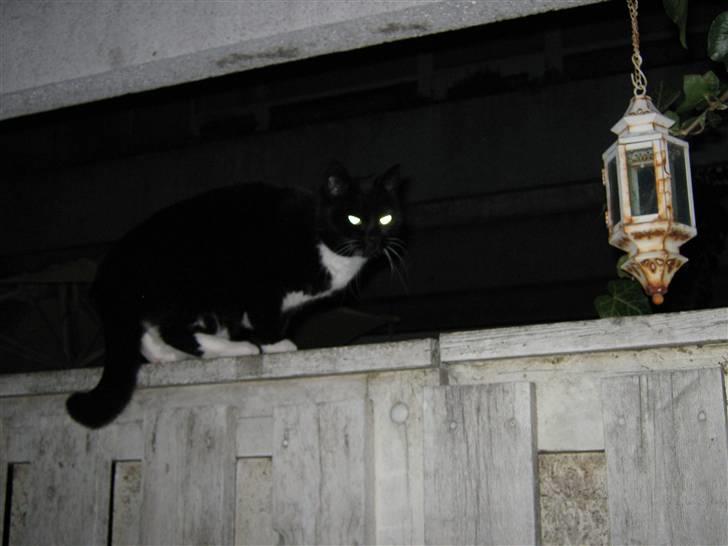 Blanding af racer Alfi - "hvorfor tar du billeder af mig midt og natten Elise?" billede 9