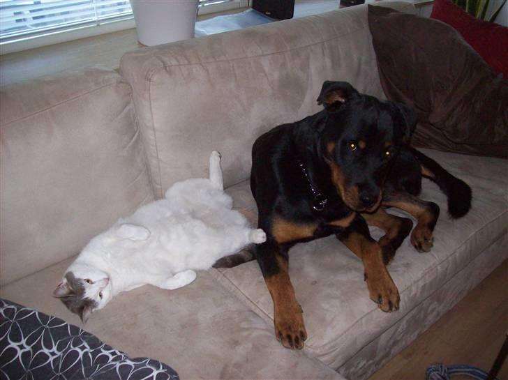 Blanding af racer Belice "tykke" R.I.P  billede 8