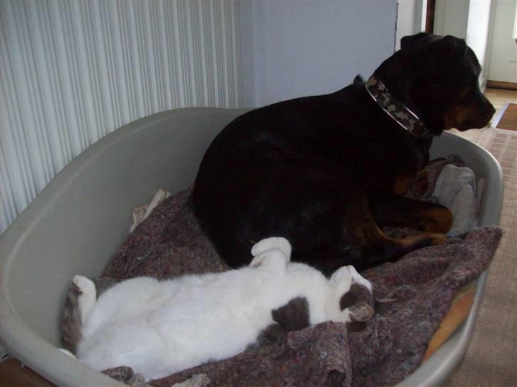 Blanding af racer Belice "tykke" R.I.P  billede 9