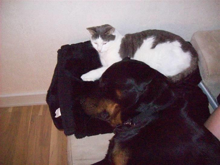 Blanding af racer Belice "tykke" R.I.P  billede 10