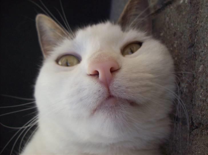 Blanding af racer Belice "tykke" R.I.P  billede 12