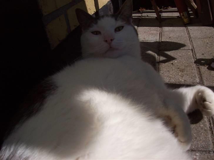 Blanding af racer Belice "tykke" R.I.P  billede 13