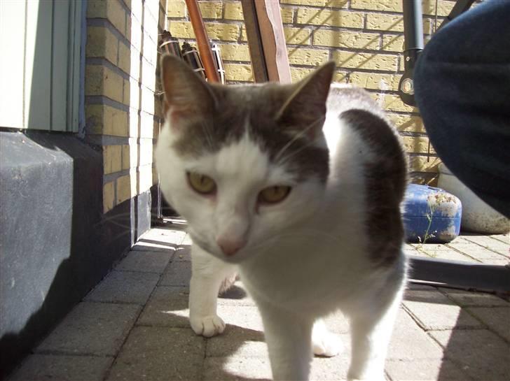 Blanding af racer Belice "tykke" R.I.P  billede 14