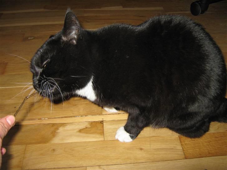 Blanding af racer Alfi - "jeg æder lige din hårnål er det ok?" billede 11