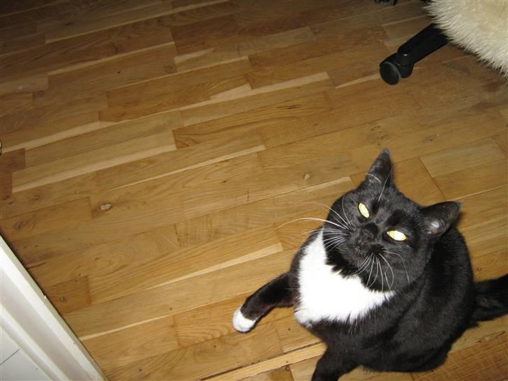 Blanding af racer Alfi - "det er altså en sjov halskæde du har dig der, Elise" billede 12