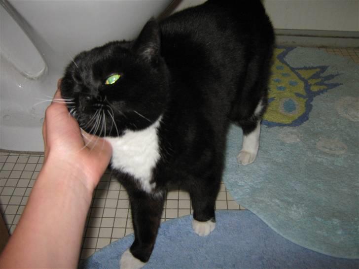 Blanding af racer Alfi - en lille kælepotte billede 13