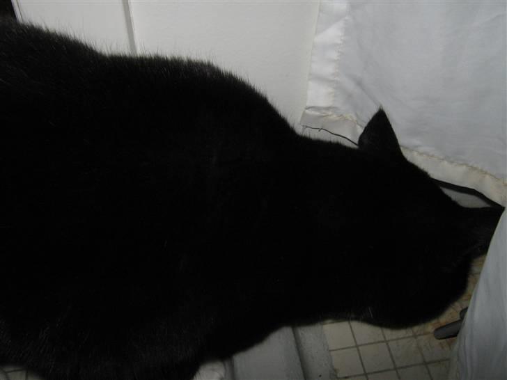 Blanding af racer Alfi - hvad mon der gemmer sig bag bruseforhinget billede 14