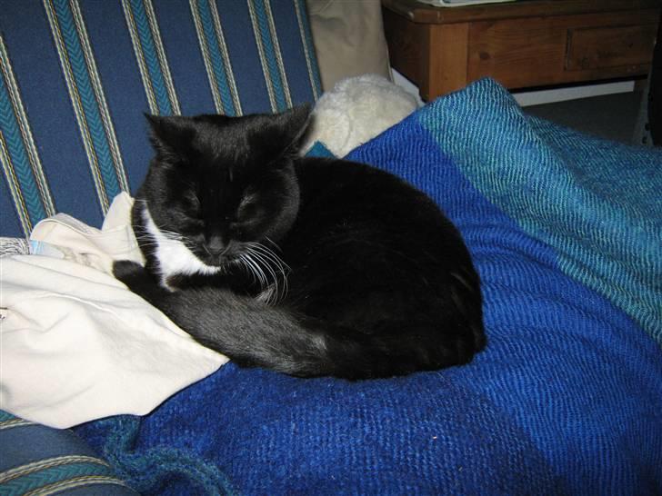 Blanding af racer Alfi - snork, min er hist blevet lidt træt, heh billede 15