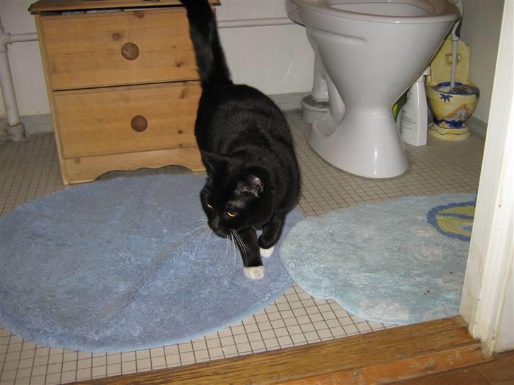 Blanding af racer Alfi - hun følger en til det sidste selv ud på toiletet billede 16