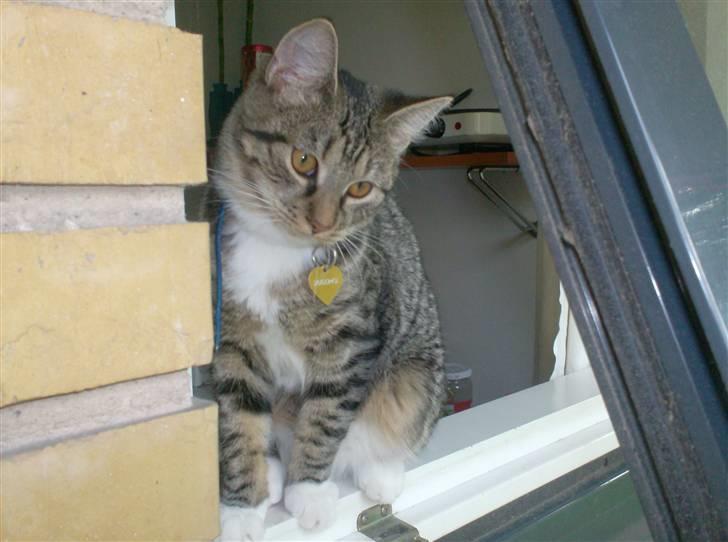 Huskat siv - jeg er da næsten ude. billede 1