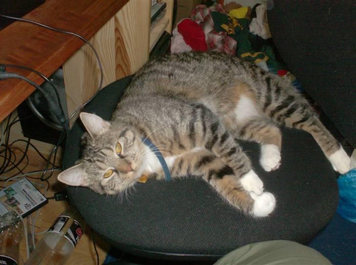 Huskat siv billede 4