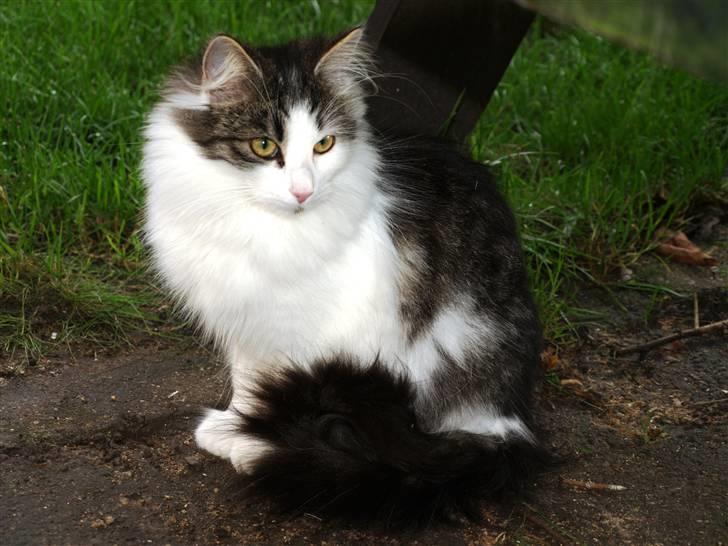 Norsk Skovkat DK Fruen Jente billede 1