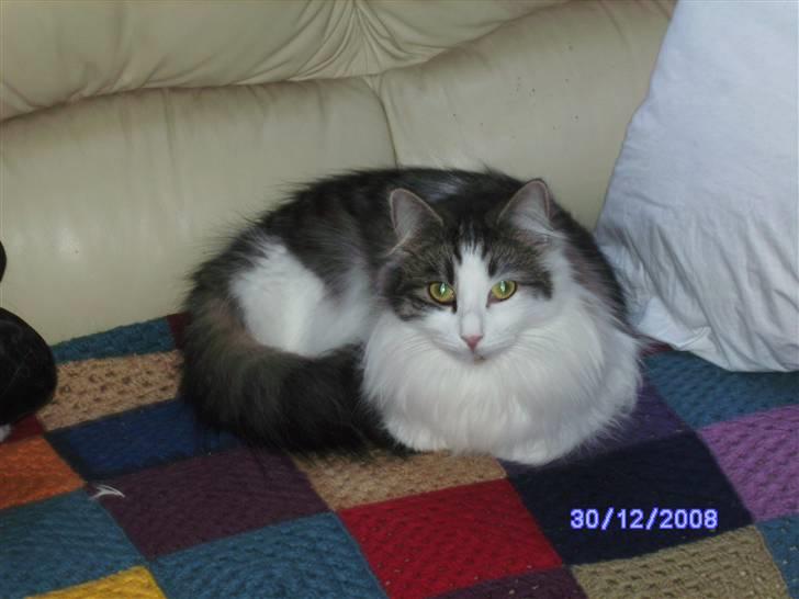 Norsk Skovkat DK Fruen Jente billede 2