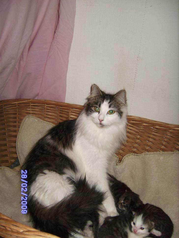 Norsk Skovkat DK Fruen Jente billede 3