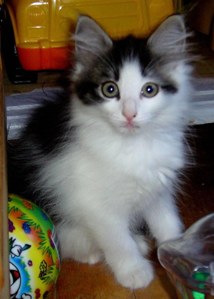 Norsk Skovkat DK Fruen Jente billede 4