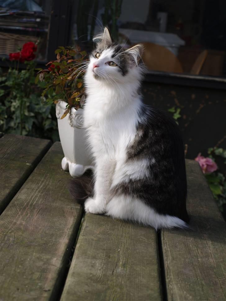 Norsk Skovkat DK Fruen Jente billede 5