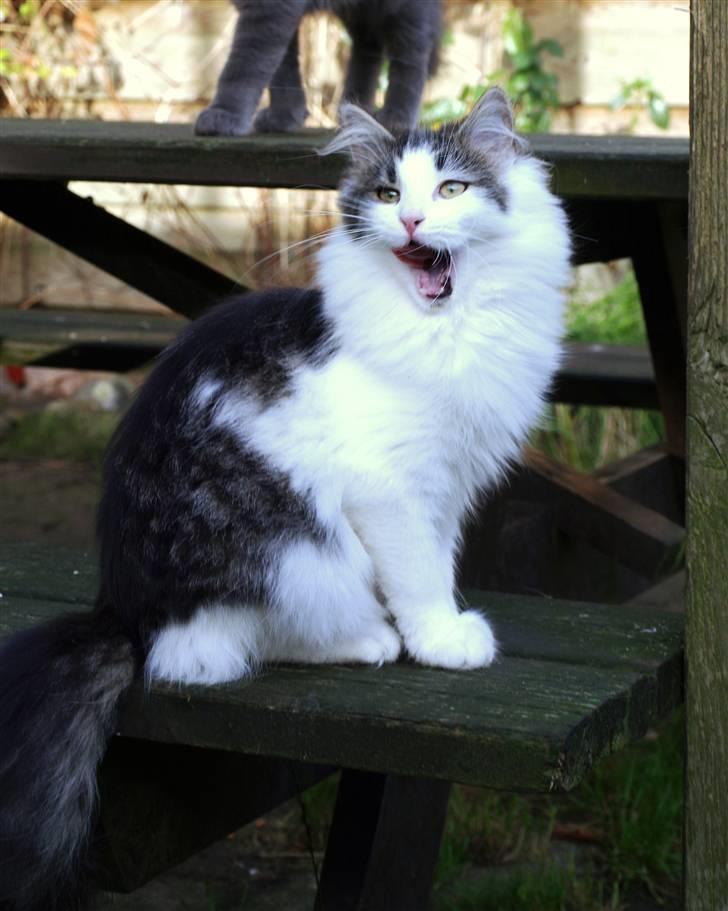 Norsk Skovkat DK Fruen Jente billede 6