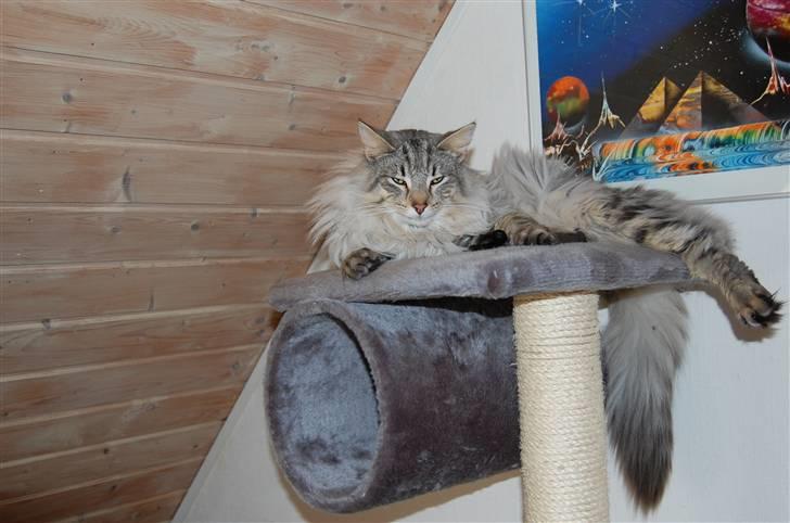 Norsk Skovkat Missiolla`s Kyle - SOLGT billede 1