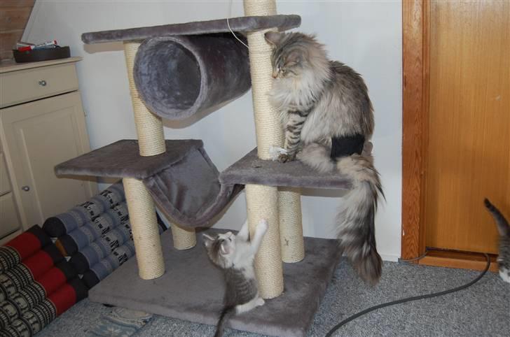 Norsk Skovkat Missiolla`s Kyle - SOLGT billede 2