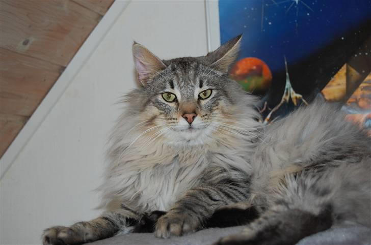 Norsk Skovkat Missiolla`s Kyle - SOLGT billede 3