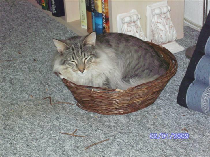 Norsk Skovkat Missiolla`s Kyle - SOLGT billede 4