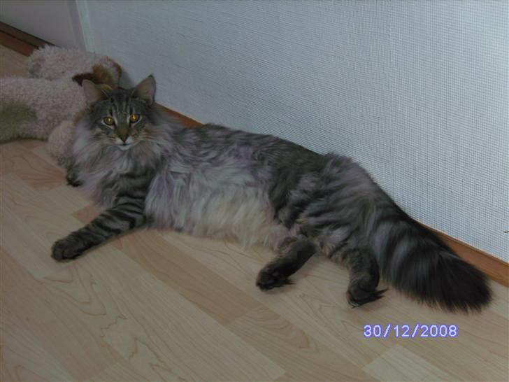 Norsk Skovkat Missiolla`s Kyle - SOLGT billede 5