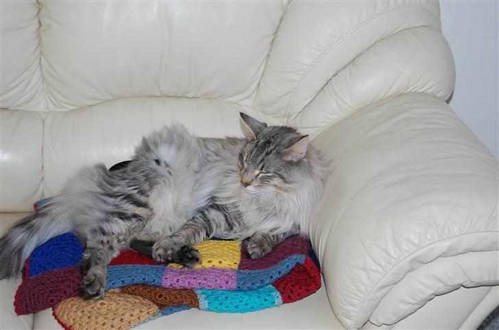 Norsk Skovkat Missiolla`s Kyle - SOLGT billede 7