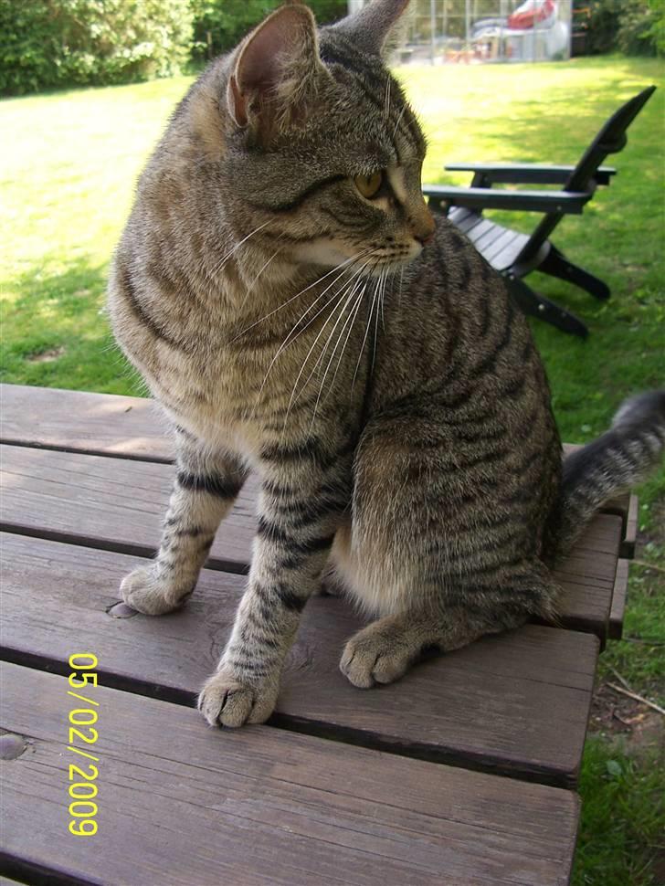 Blanding af racer ((( Bellis ))) - (Belle)  - Bellis´s 3 dag ude. billede 17