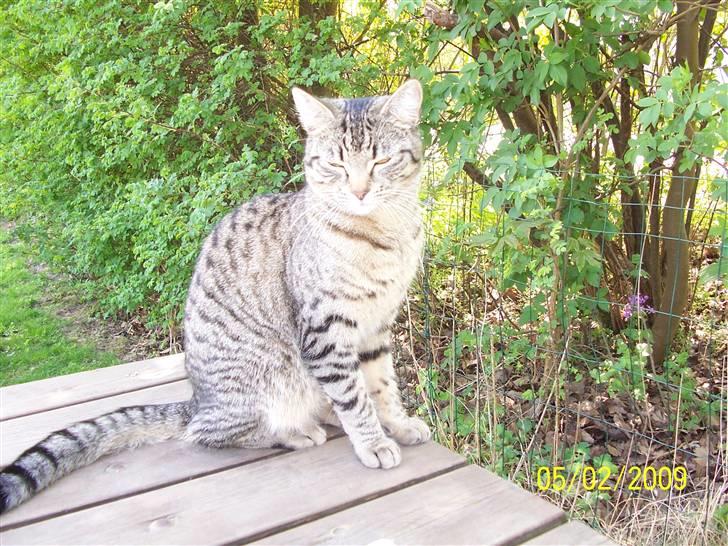 Blanding af racer ((( Bellis ))) - (Belle)  billede 18