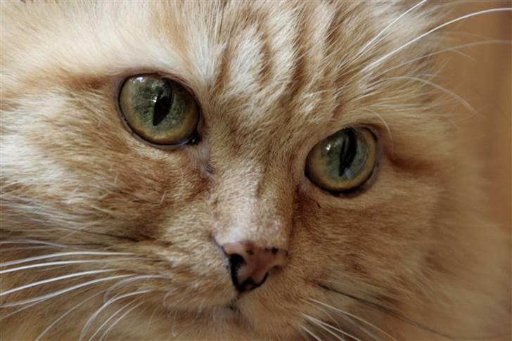 Blanding af racer Miramis 1994-2011 † billede 1