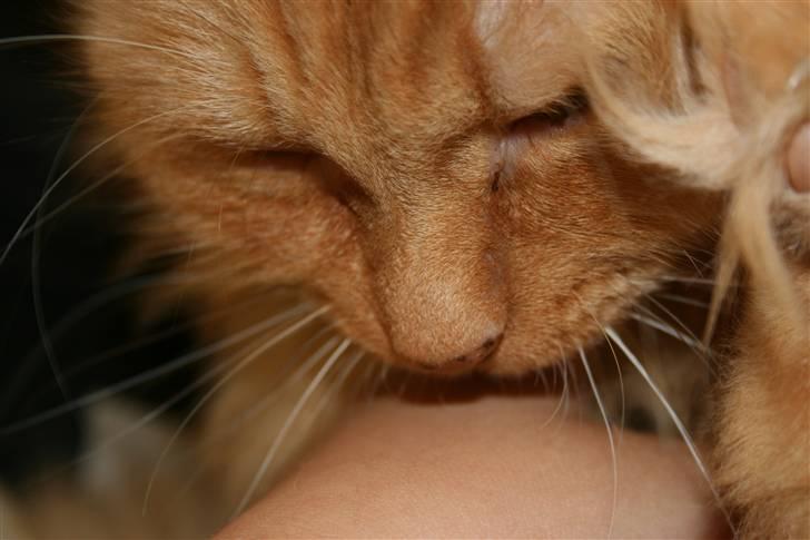 Blanding af racer Miramis 1994-2011 † - Slik slik Mor du smager godt billede 2